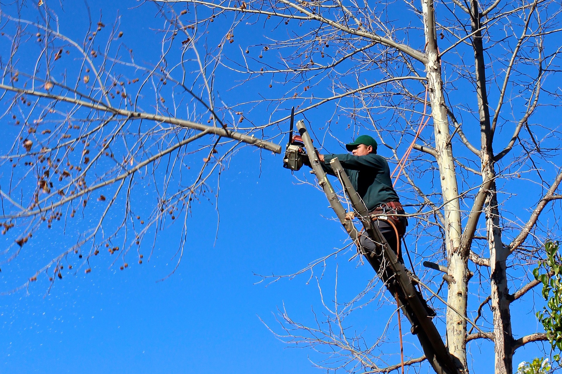 Man in the crown of a tall tree cutting a branch off with a chainsaw