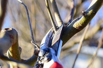 Cutting a branch off a tree using secateurs