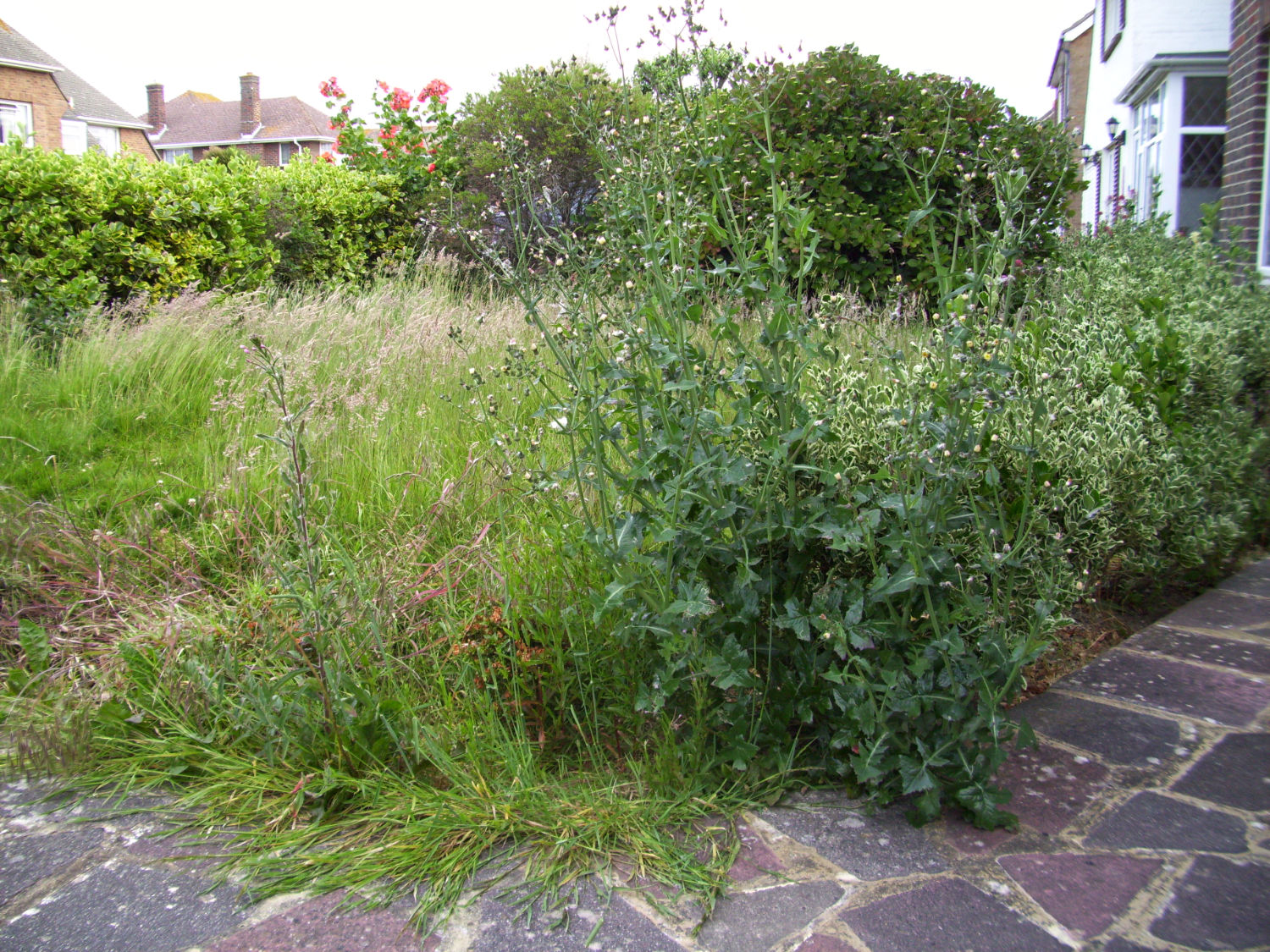 Wildly overgrown garden with tall grass and weeds